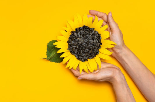 lecitina din floarea soarelui