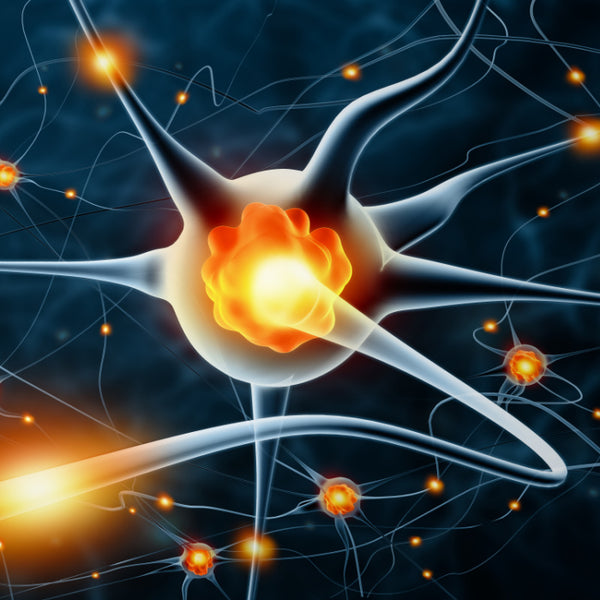 Help maintain the health of the nervous system