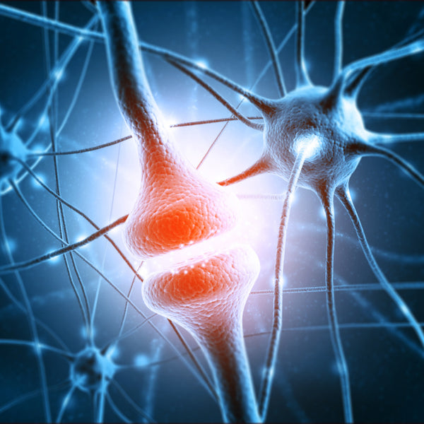 Improves cognitive function and memory
