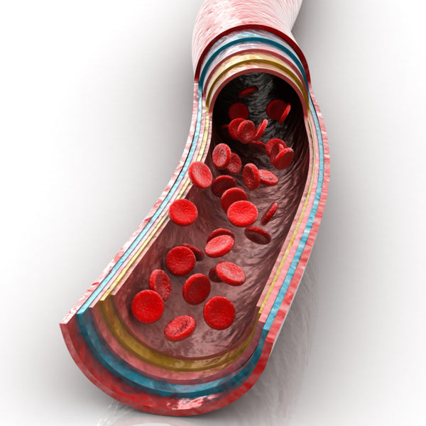  Strengthens blood vessels