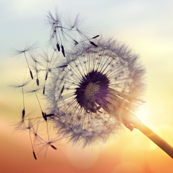 Fight against allergies