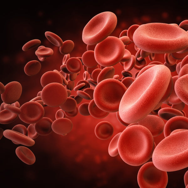 Maintains blood fluidity