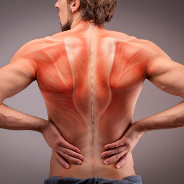 Maintaining the health of bones and muscles