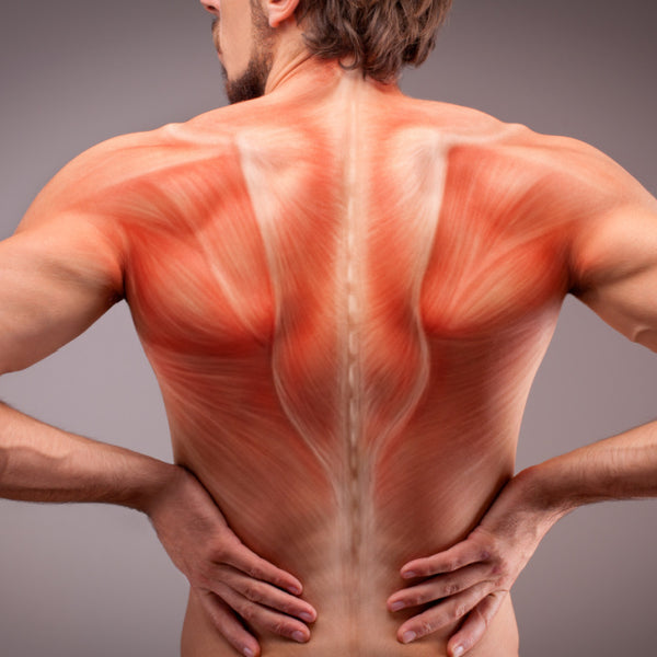 Support the functioning of the muscular system