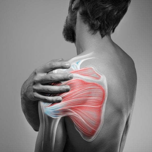 Support the health of bones and muscles