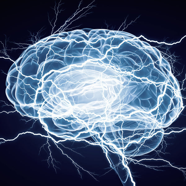 Support the functions of the nervous system and energy