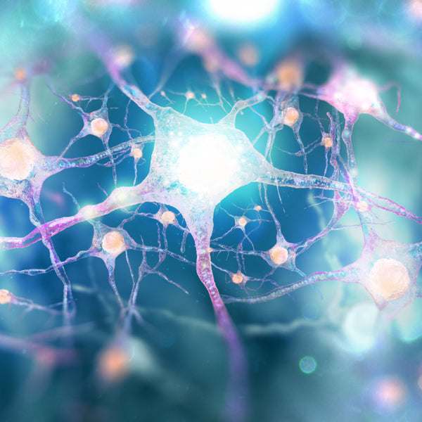 Support the nervous and immune system