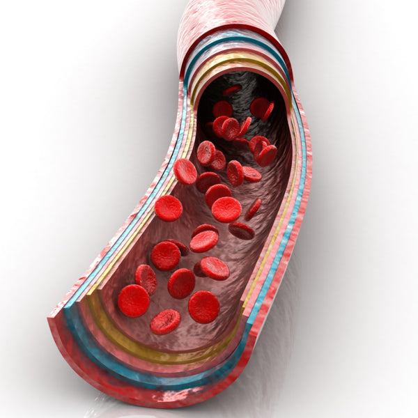Support the transport of oxygen