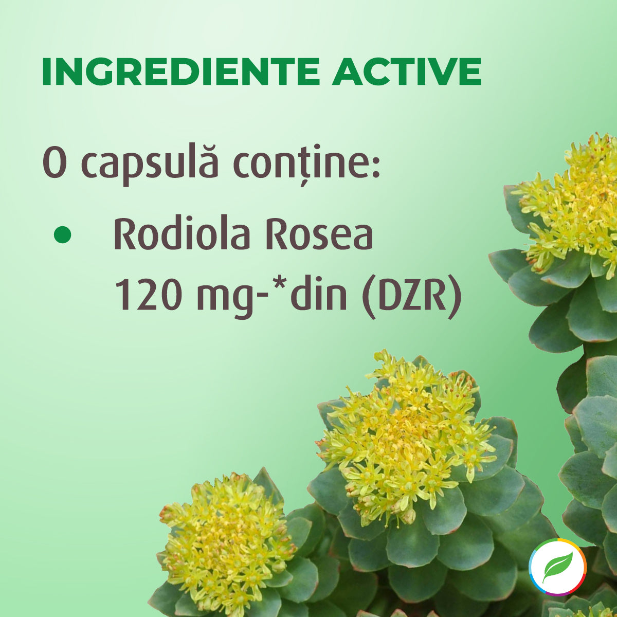 Rhodiola Rosea, pentru echilibrul emoțional
