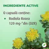 Rhodiola Rosea, pentru echilibrul emoțional