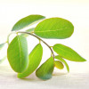 Pure Moringa Ecologica, Life Care®