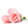 Natural deo, Treasured Rose, cu plante BIO, Life Care®