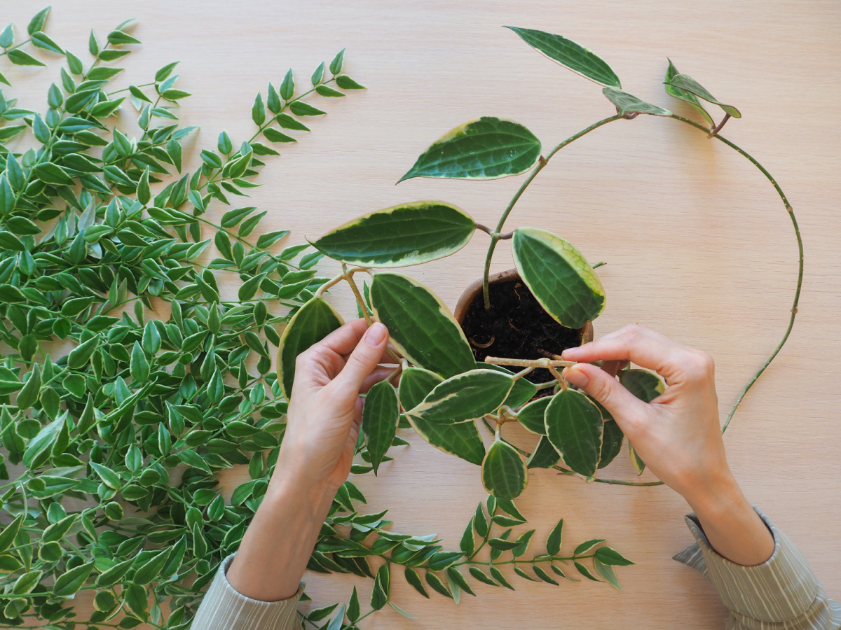 o casa de vis cu plante naturale