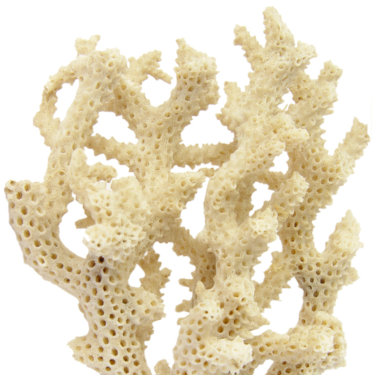 calciu coral life care